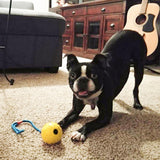 Rubber Ball on Rope Dog Toy