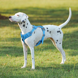 Reflective Dog Harness or Lead