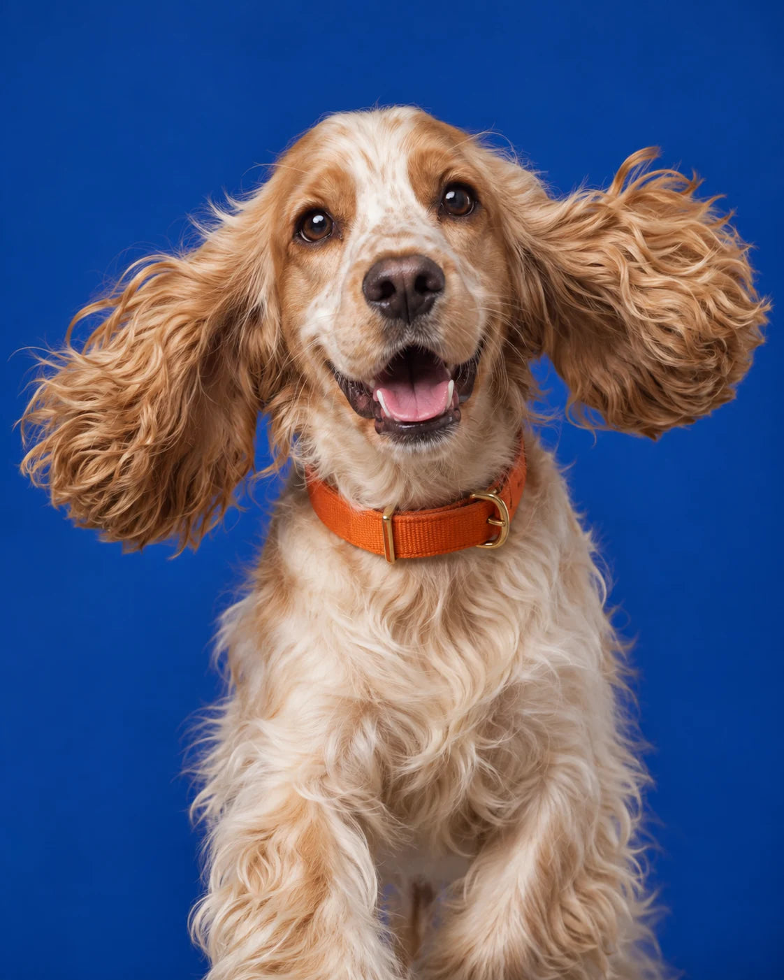 Playful spaniel with floppy ears on a blue background